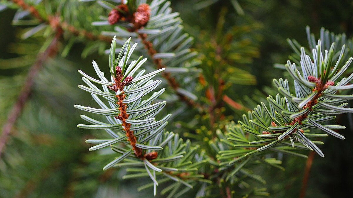 Weihnachtsbaumverkauf beim Turmblasen am 7. Dezember 2024